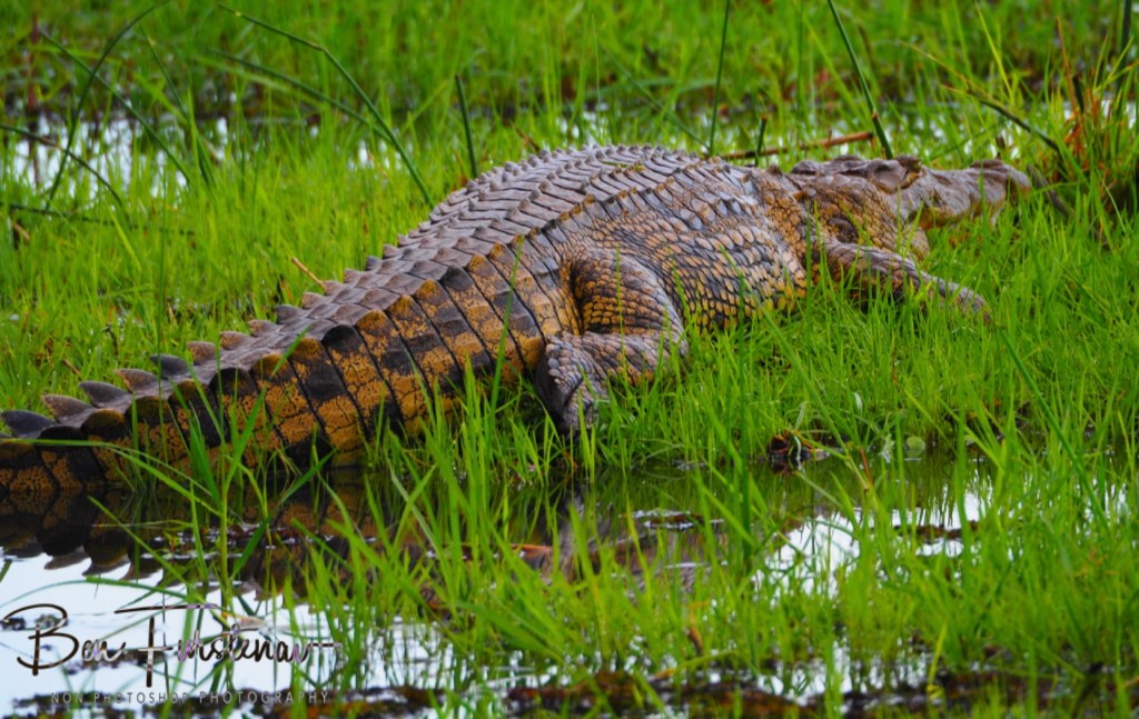 Khwai River, Okavango, Botswana, Africa