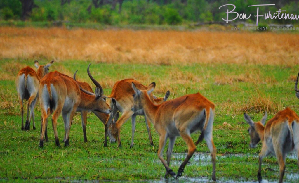 Khwai River, Okavango, Botswana, Africa