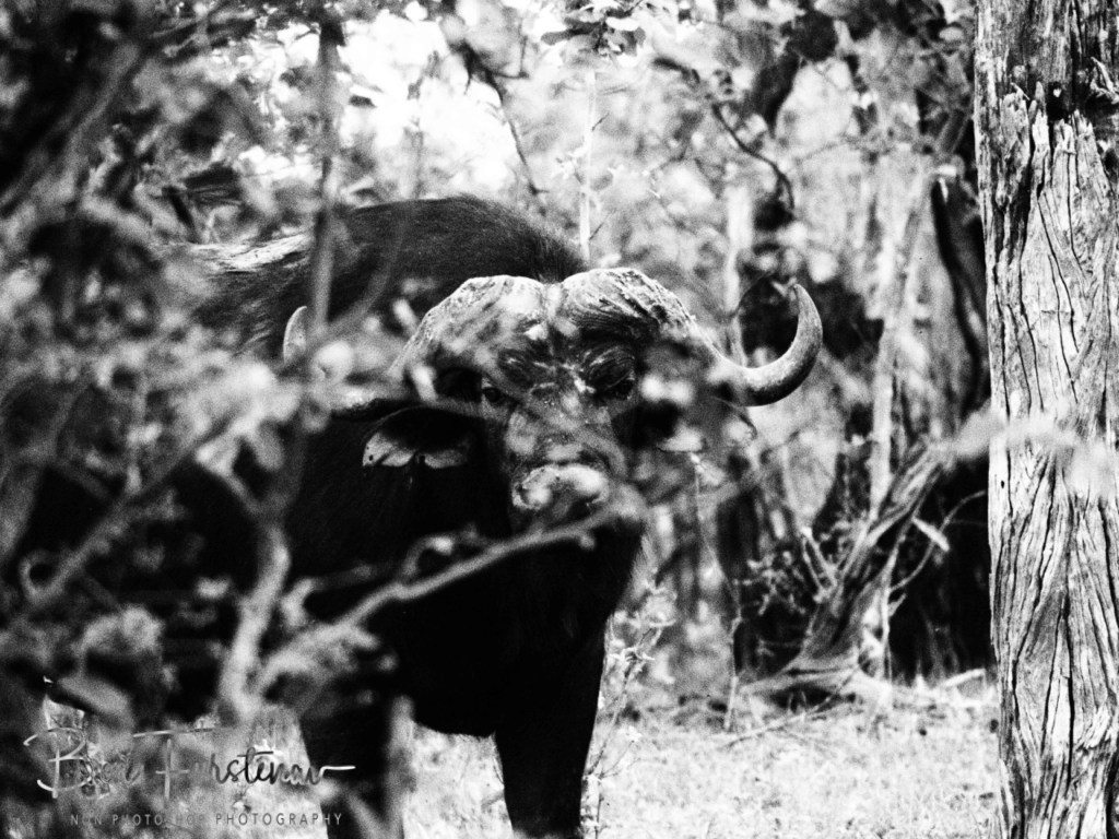 Khwai River, Okavango, Botswana, Africa