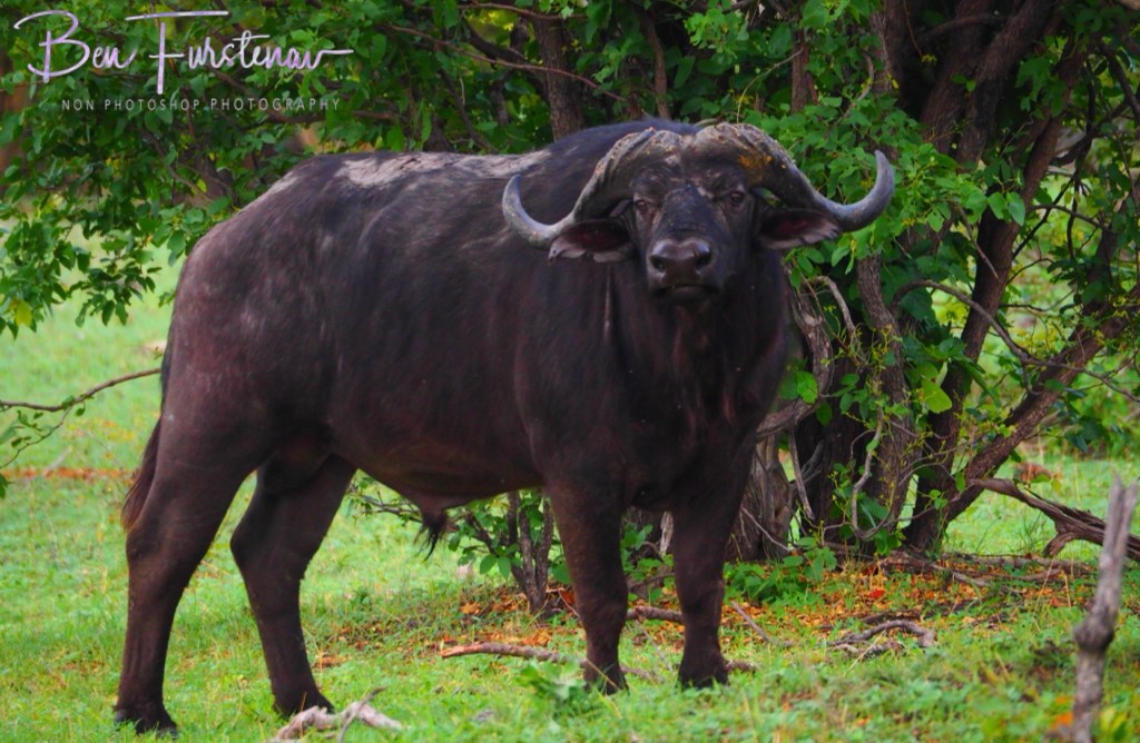 Khwai River, Okavango, Botswana, Africa
