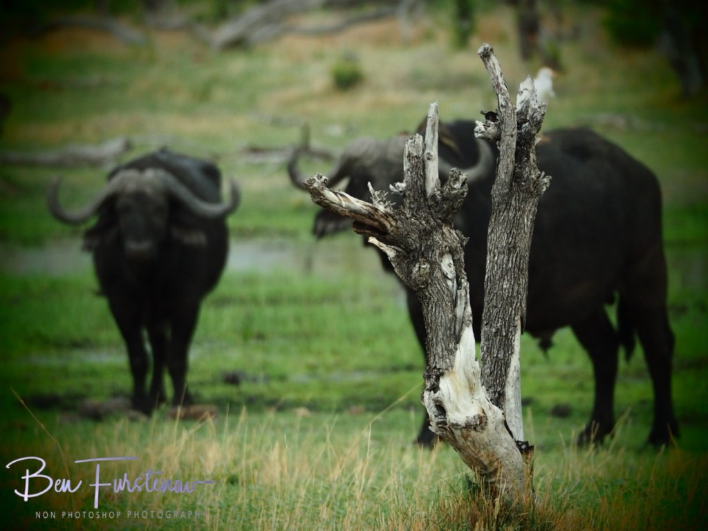 Khwai River, Okavango, Botswana, Africa
