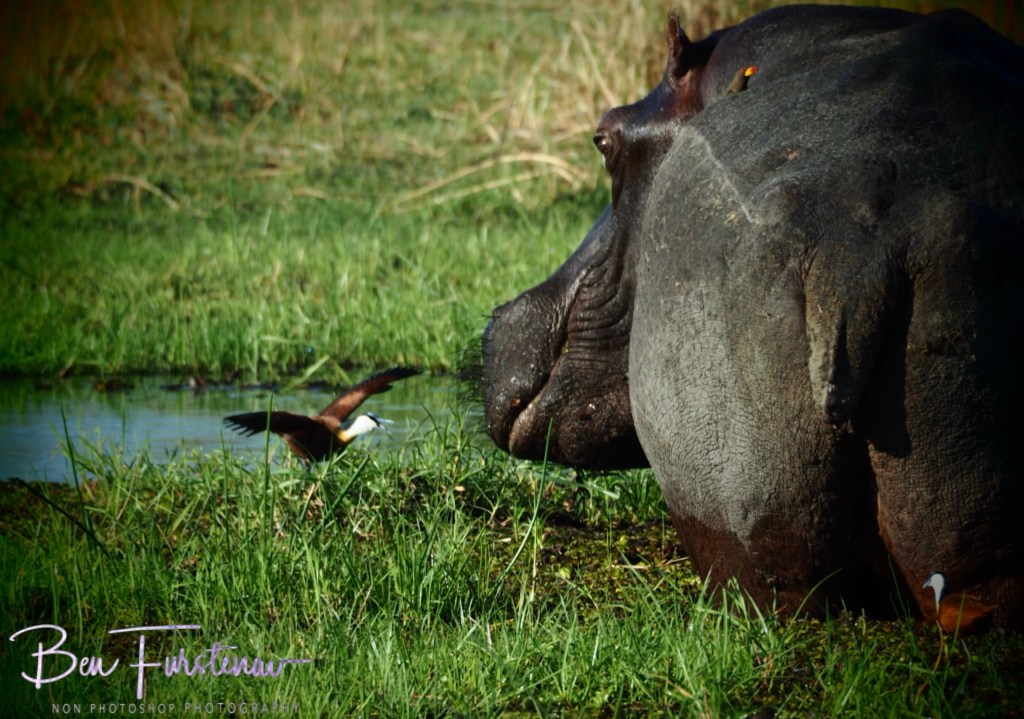 Khwai River, Okavango, Botswana, Africa
