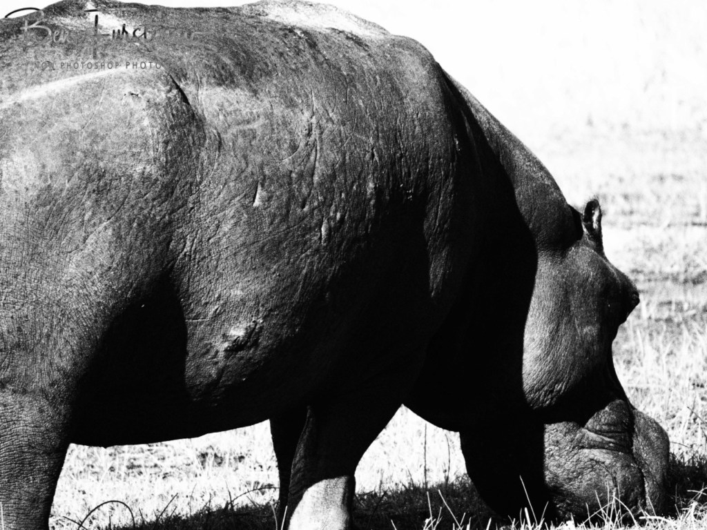 Khwai River, Okavango, Botswana, Africa