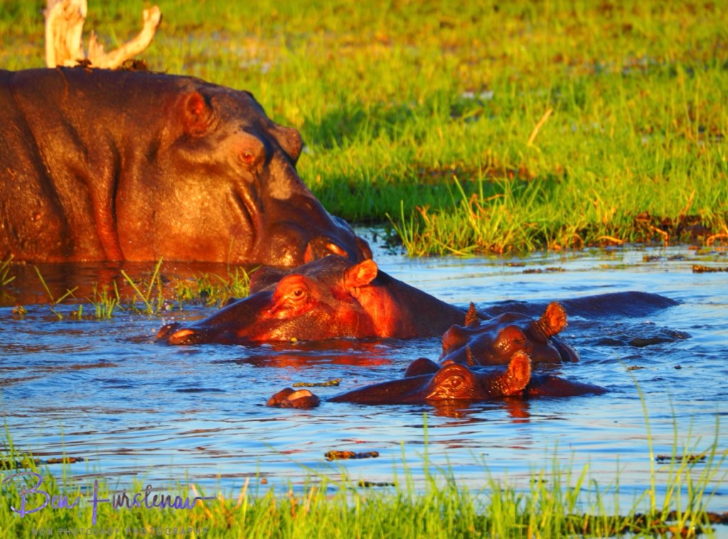 Khwai River, Okavango, Botswana, Africa