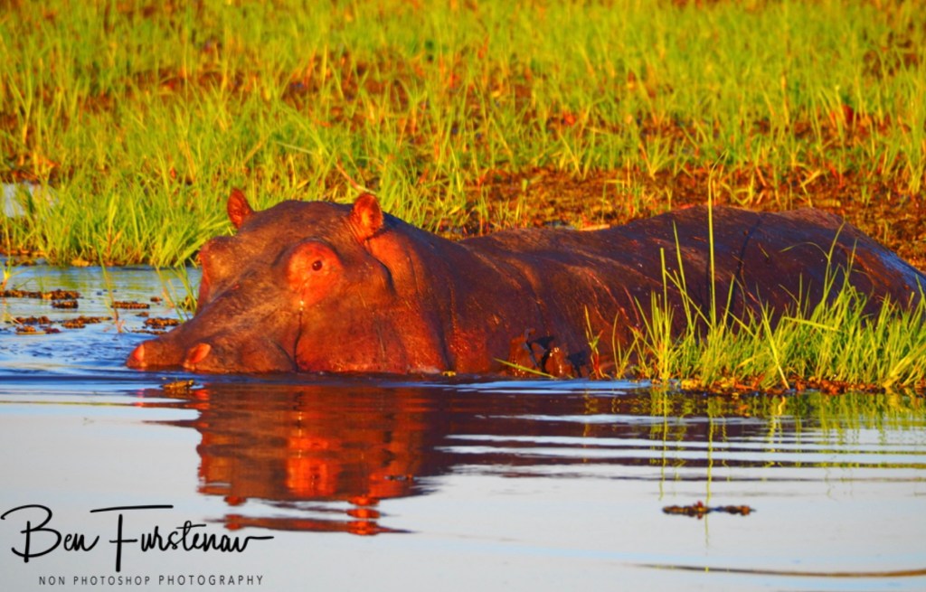 Khwai River, Okavango, Botswana, Africa