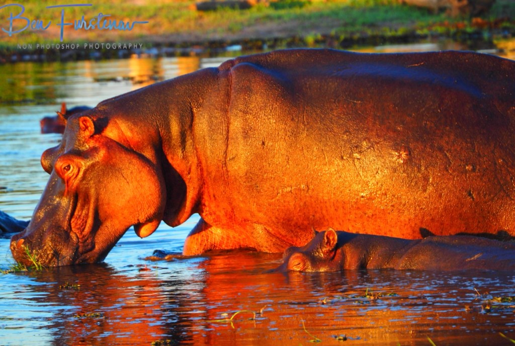 Khwai River, Okavango, Botswana, Africa