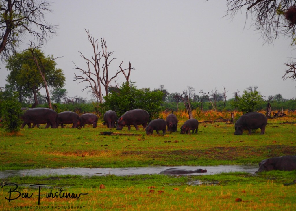 Khwai River, Okavango, Botswana, Africa
