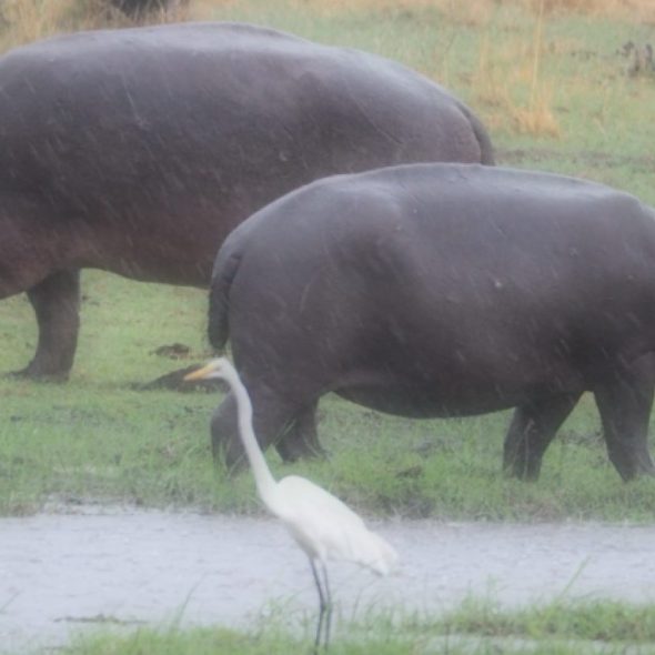 Khwai River, Okavango, Botswana, Africa