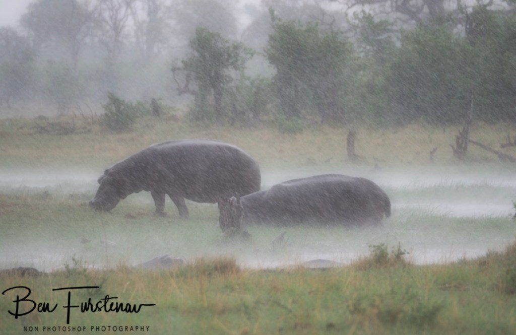 Khwai River, Okavango, Botswana, Africa