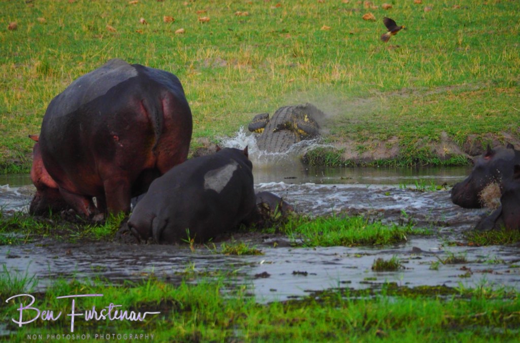 Khwai River, Okavango, Botswana, Africa