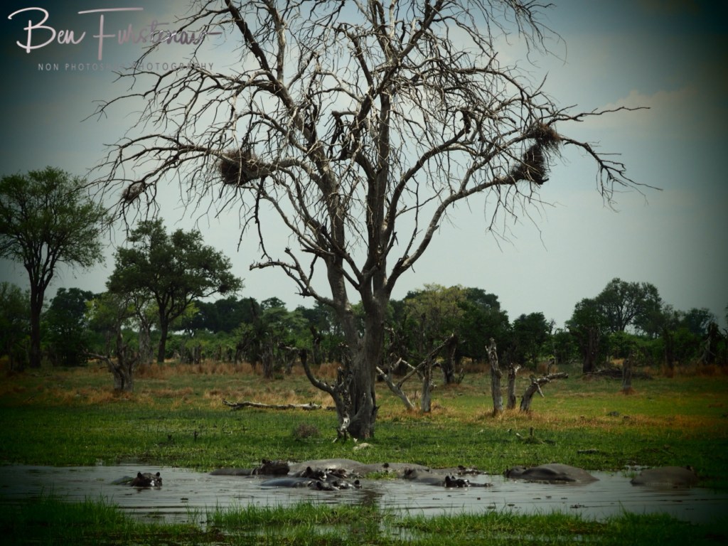 Khwai River, Okavango, Botswana, Africa