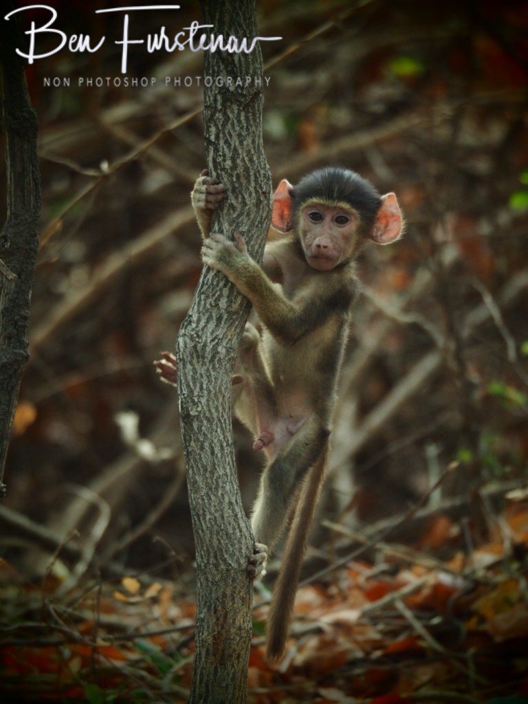 Luangwa Valley, Zambia, Africa
