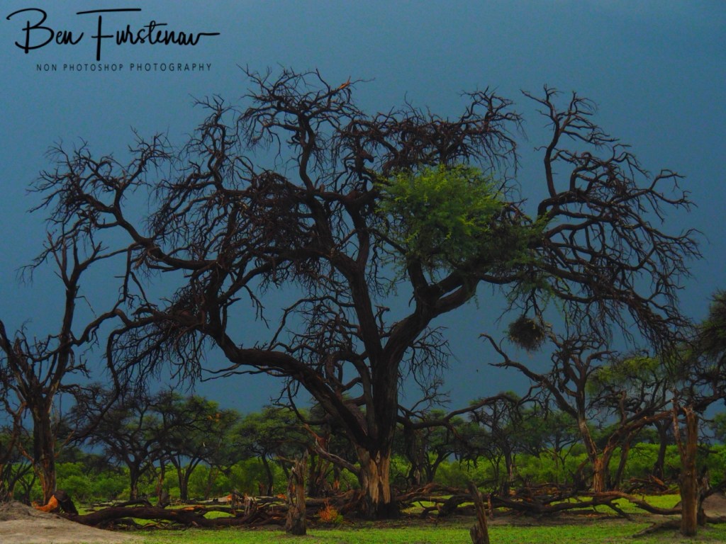 Khwai River, Okavango, Botswana, Africa