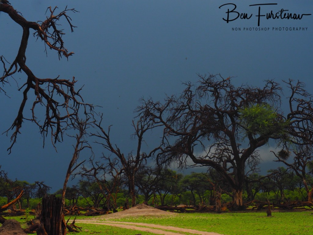 Khwai River, Okavango, Botswana, Africa
