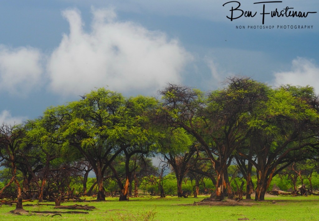 Khwai River, Okavango, Botswana, Africa
