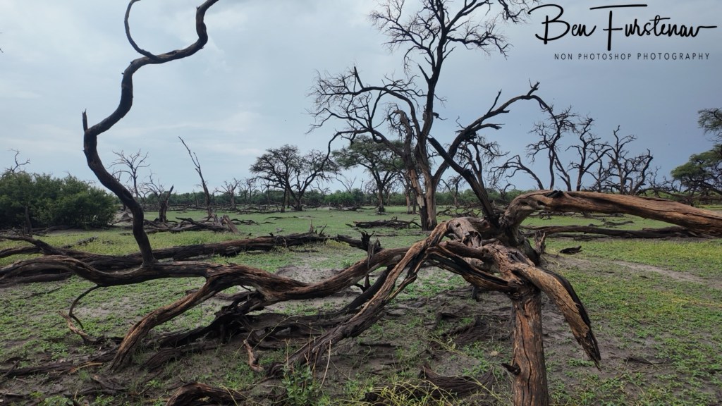 Khwai River, Okavango, Botswana, Africa