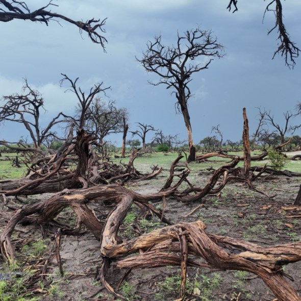 Khwai River, Okavango, Botswana, Africa