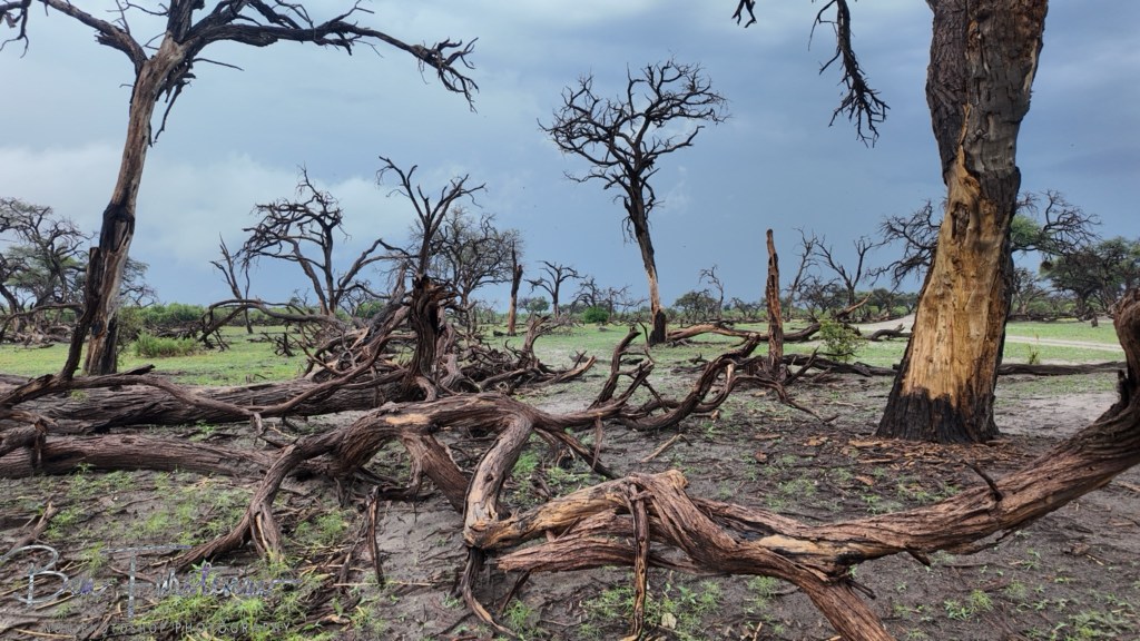 Khwai River, Okavango, Botswana, Africa