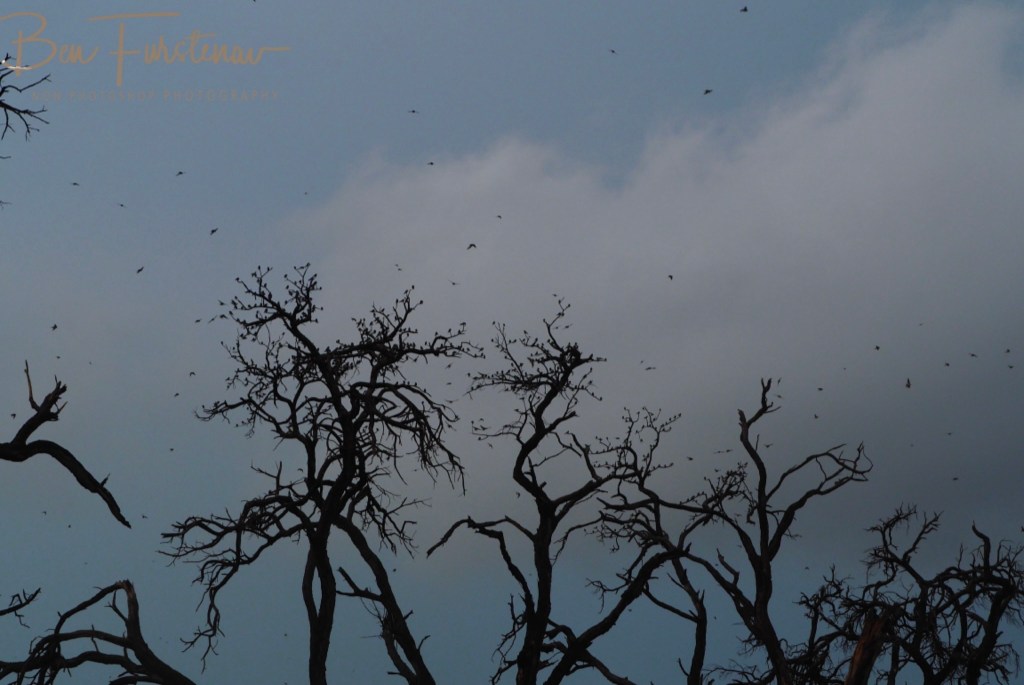 Khwai River, Okavango, Botswana, Africa