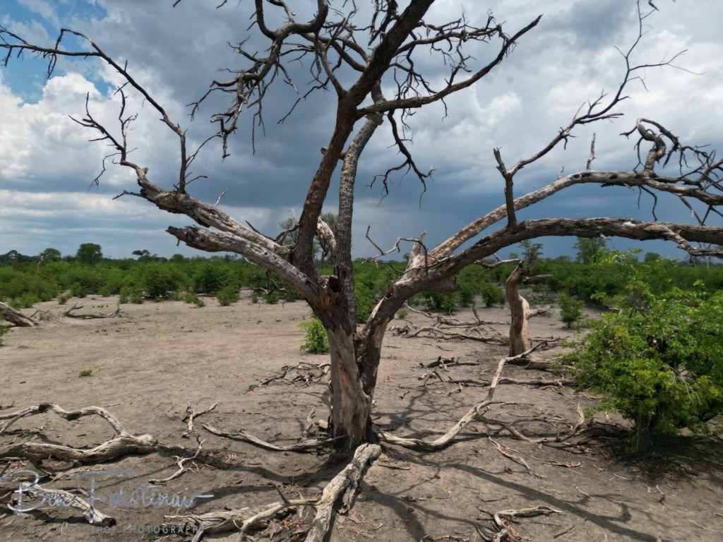Khwai River, Okavango, Botswana, Africa
