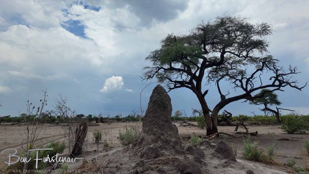 Khwai River, Okavango, Botswana, Africa