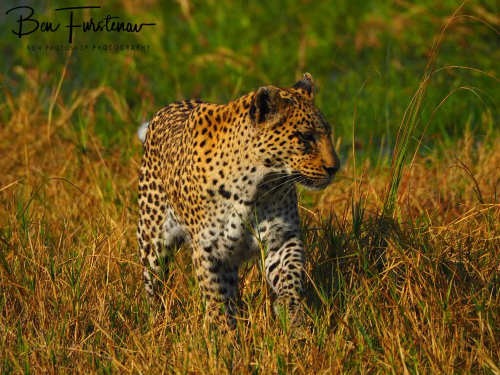 Khwai River, Okavango, Botswana, Africa