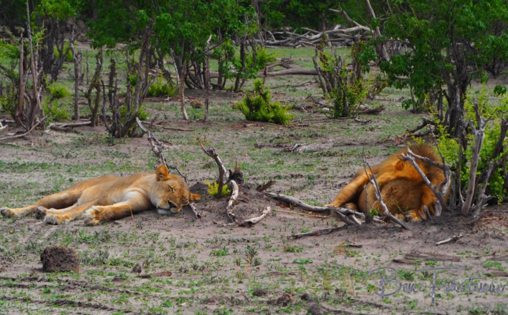 Khwai River, Okavango, Botswana, Africa