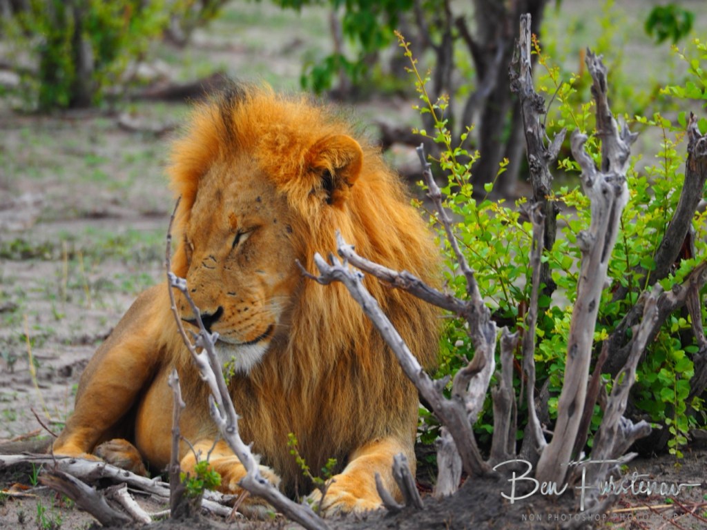 Khwai River, Okavango, Botswana, Africa