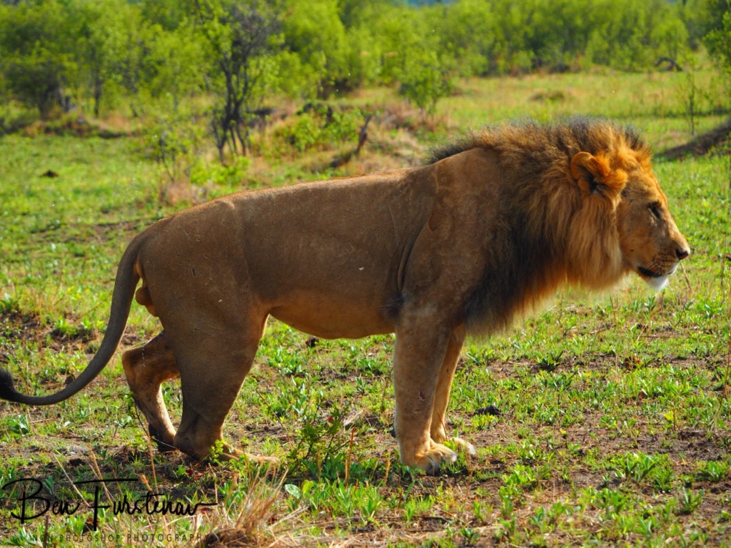 Khwai River, Okavango, Botswana, Africa