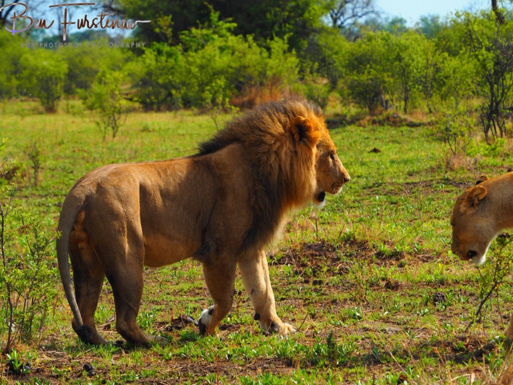 Khwai River, Okavango, Botswana, Africa