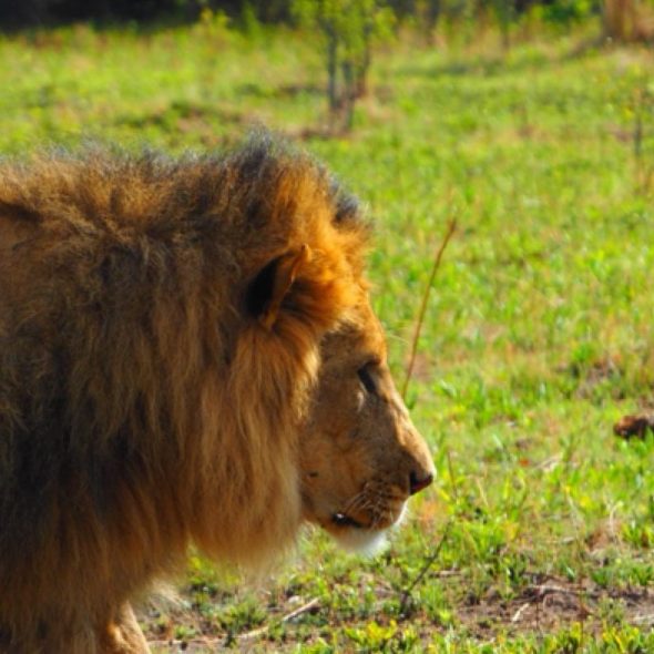 Khwai River, Okavango, Botswana, Africa