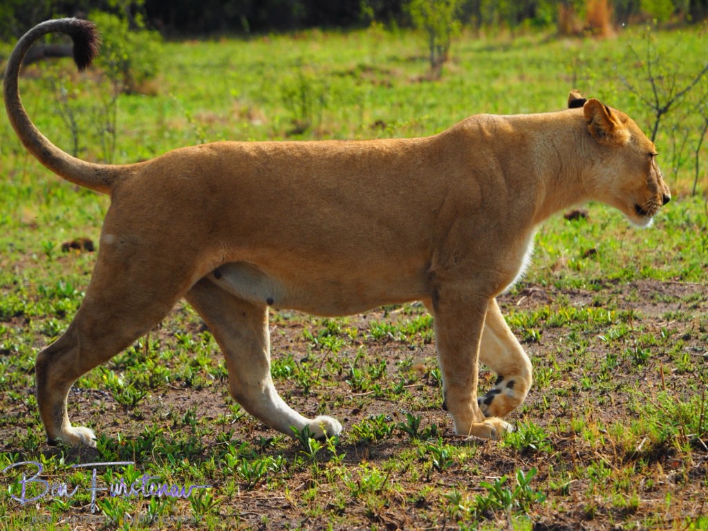 Khwai River, Okavango, Botswana, Africa