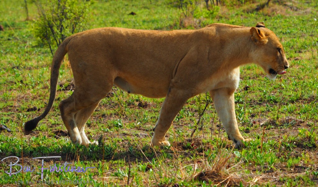 Khwai River, Okavango, Botswana, Africa