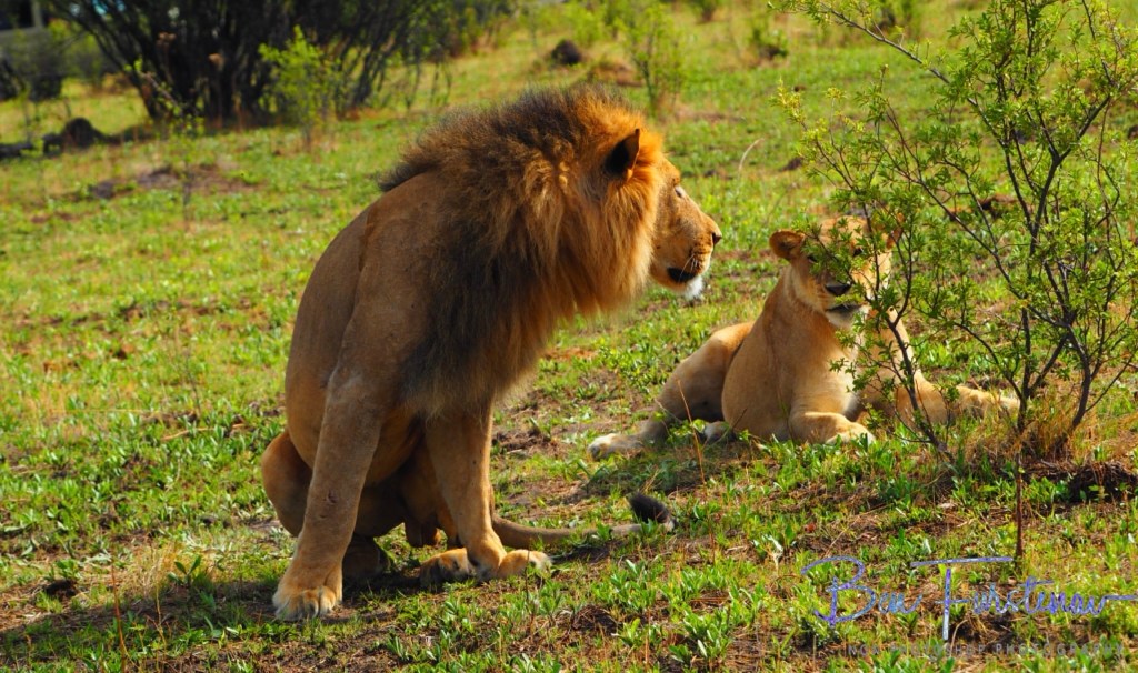 Khwai River, Okavango, Botswana, Africa