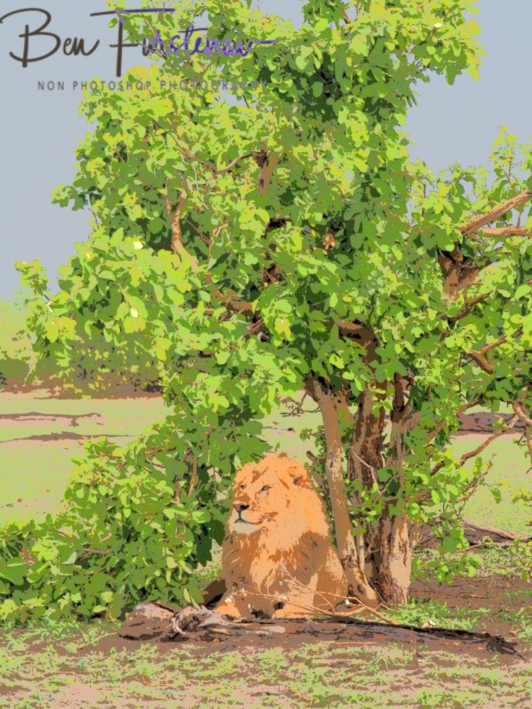 Khwai River, Okavango, Botswana, Africa