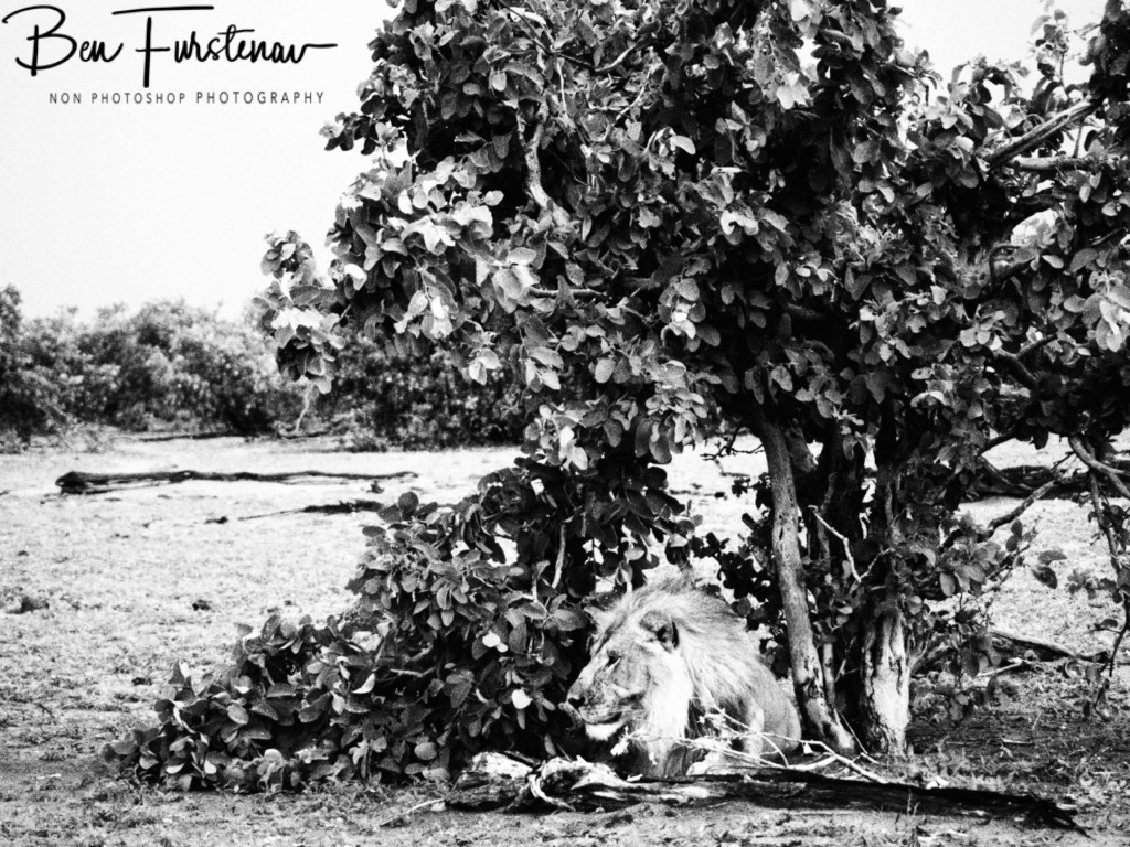 Khwai River, Okavango, Botswana, Africa