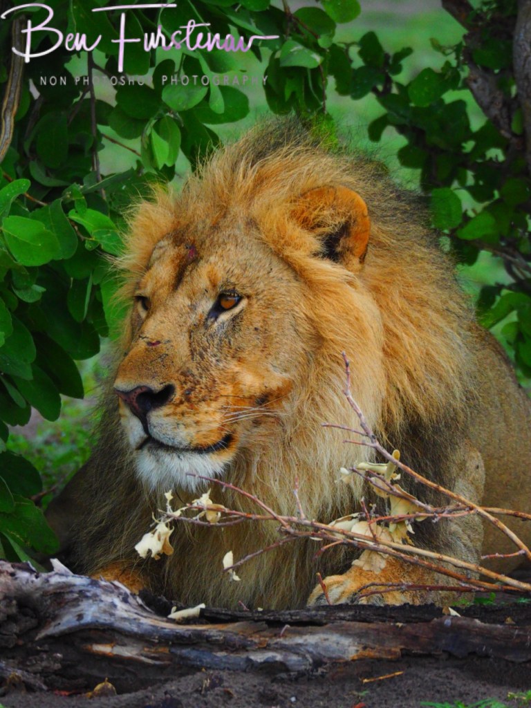 Khwai River, Okavango, Botswana, Africa