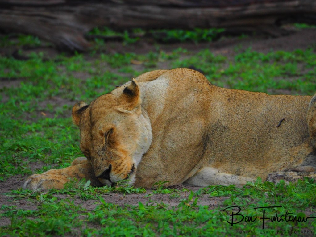 Khwai River, Okavango, Botswana, Africa