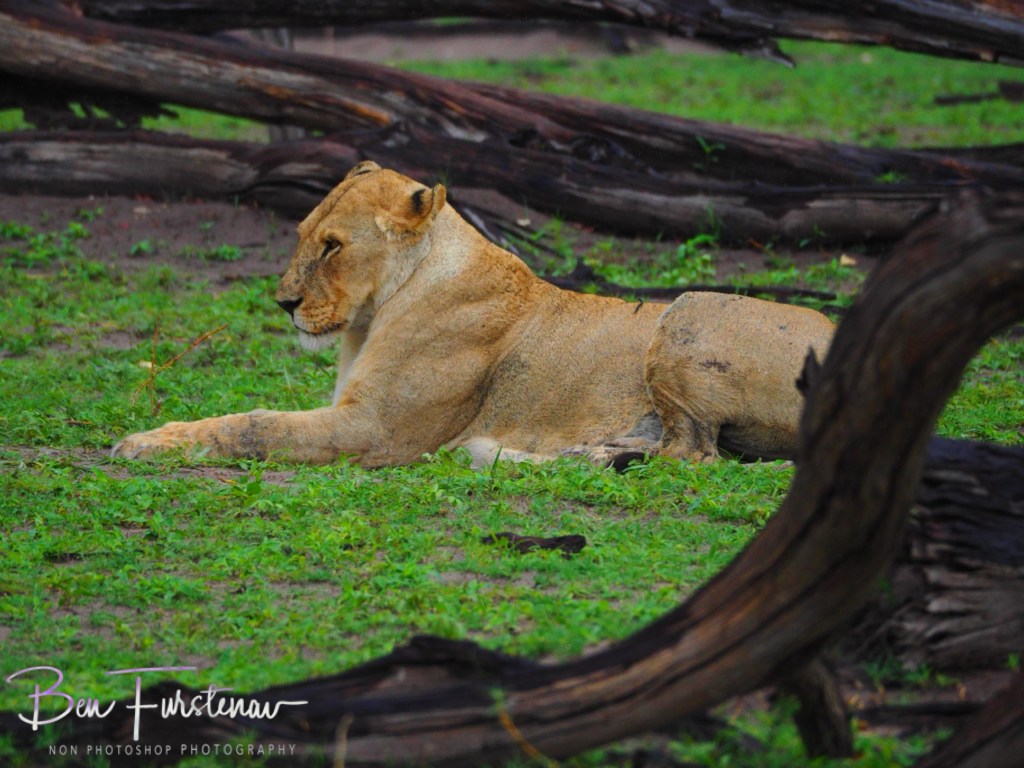 Khwai River, Okavango, Botswana, Africa