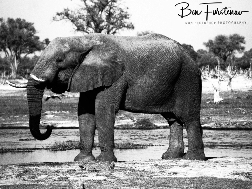 Khwai River, Okavango, Botswana, Africa