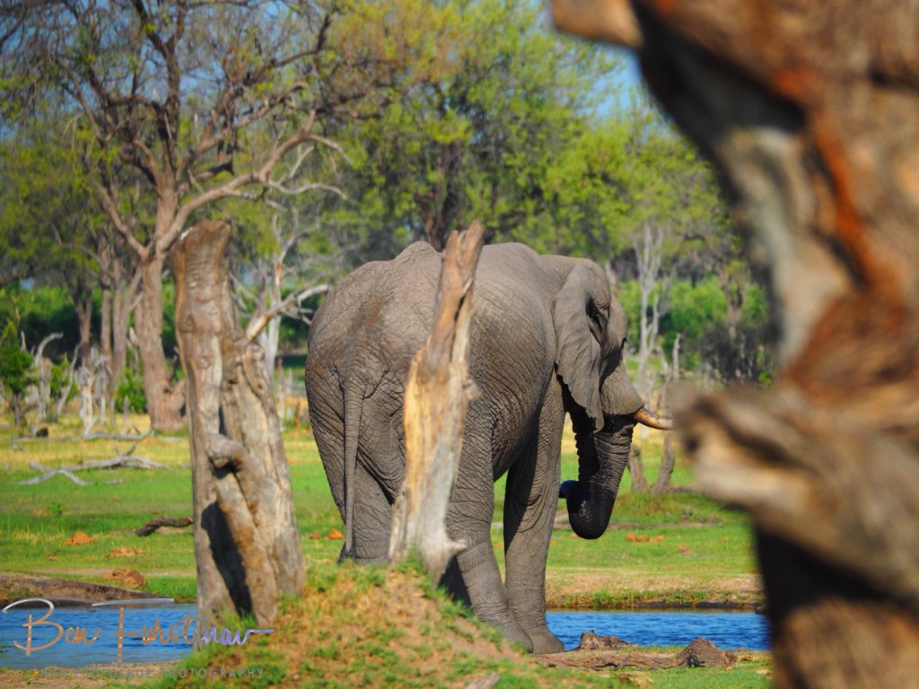 Khwai River, Okavango, Botswana, Africa