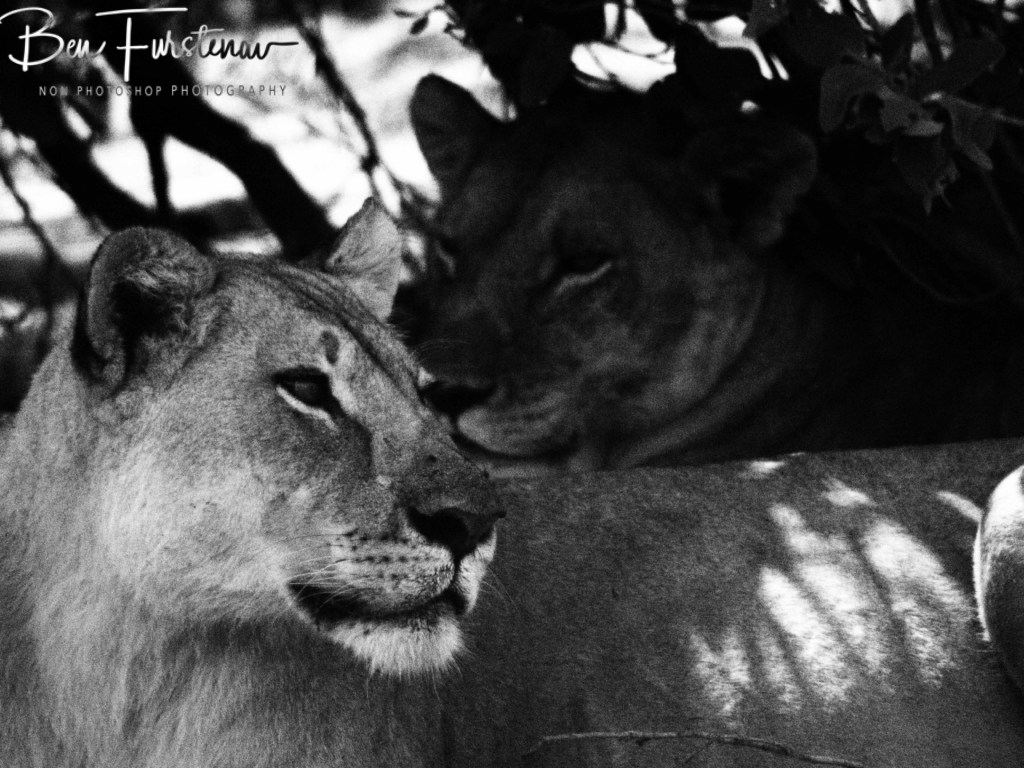 Khwai River, Okavango, Botswana, Africa