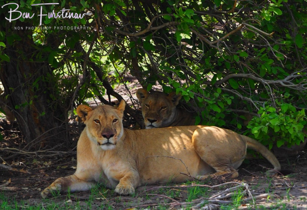 Khwai River, Okavango, Botswana, Africa