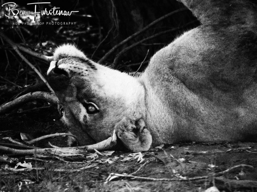Khwai River, Okavango, Botswana, Africa