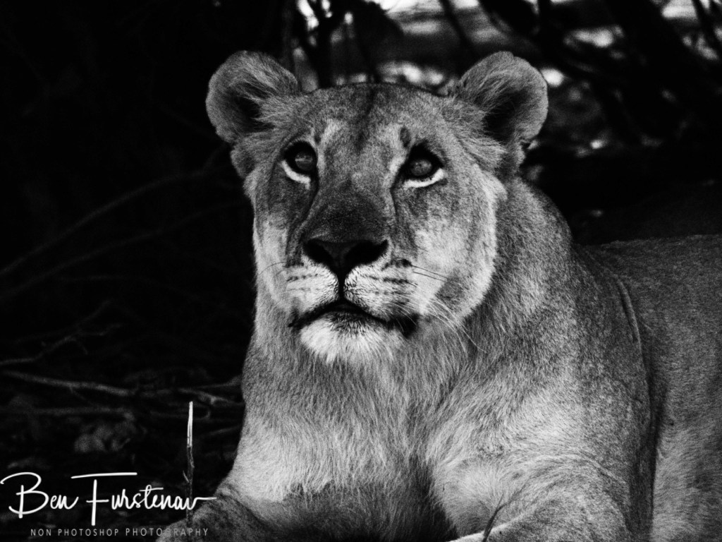 Khwai River, Okavango, Botswana, Africa