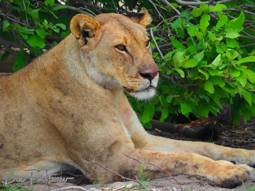 Khwai River, Okavango, Botswana, Africa
