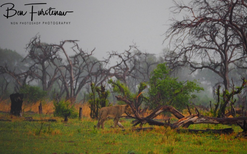 Khwai River, Okavango, Botswana, Africa