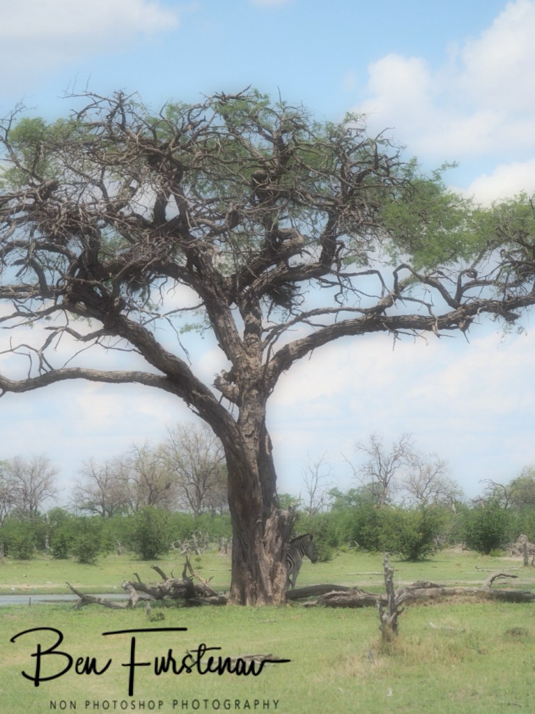 Khwai River, Okavango, Botswana, Africa