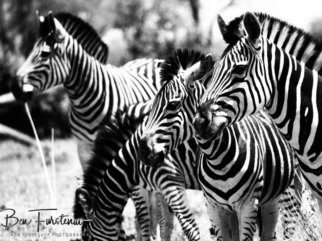 Khwai River, Okavango, Botswana, Africa