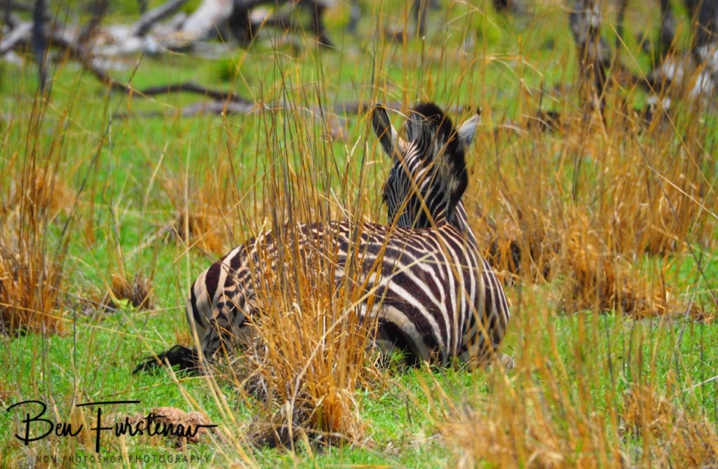 Khwai River, Okavango, Botswana, Africa
